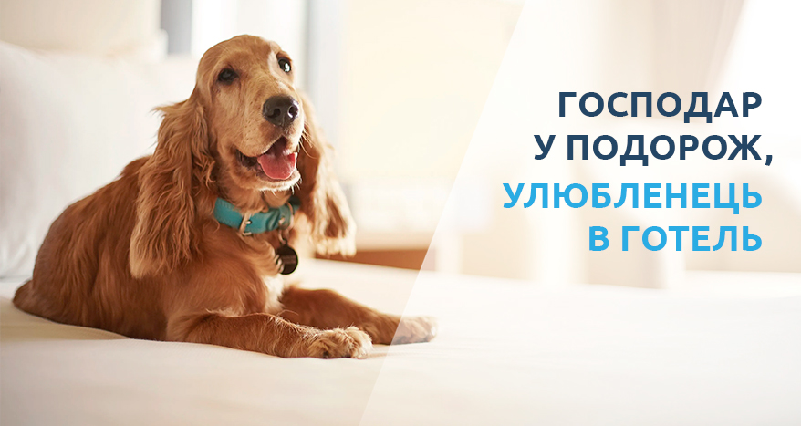 Як відкрити готель для тварин?