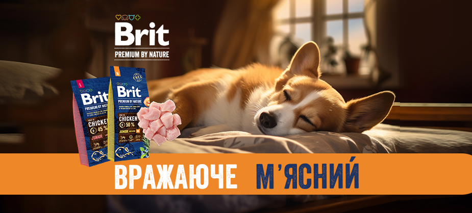 Що сниться собакам, коли вони сплять? Звичайно ж, м’ясо! Ще більше м’яса!