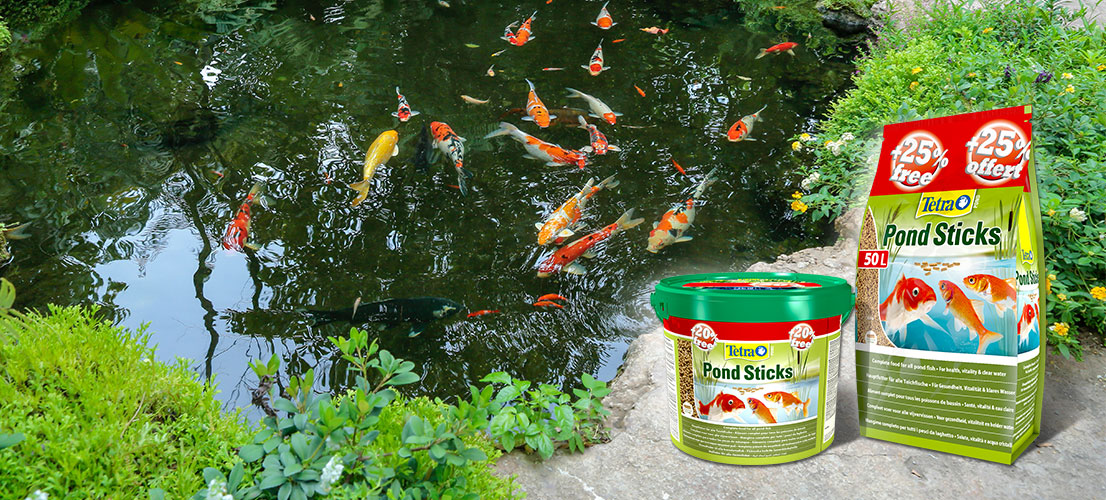 Tetra Pond Sticks – оптимальный рацион для прудовых рыб
